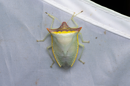 Priassus spiniger