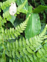 Microlepia