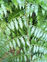 Microlepia
