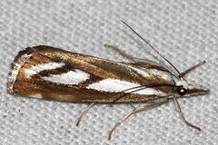 Catoptria