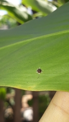 Ceroplastes stellifer