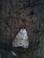 Lymantria mathura subpallida