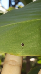 Ceroplastes stellifer