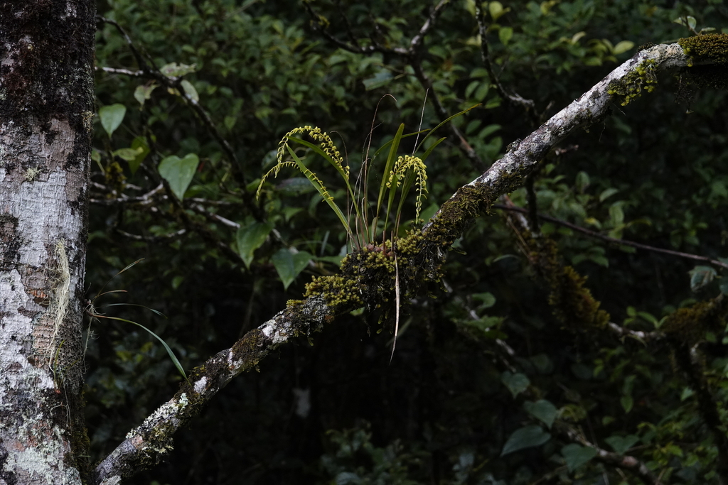 Coelogyne complanata