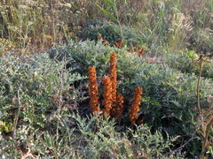 Orobanche kochii