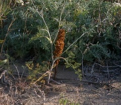 Orobanche kochii