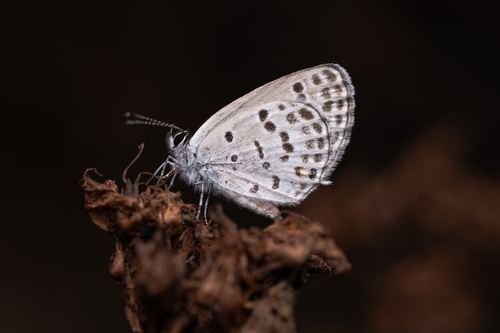 Tongeia filicaudis