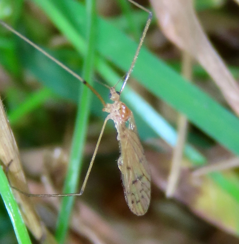 Unknown species found near Whiteoak Canyon Trail, Virginia, USA