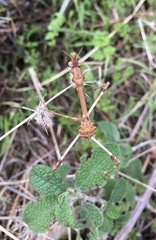 Empusa