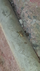 Thyene coccineovittata