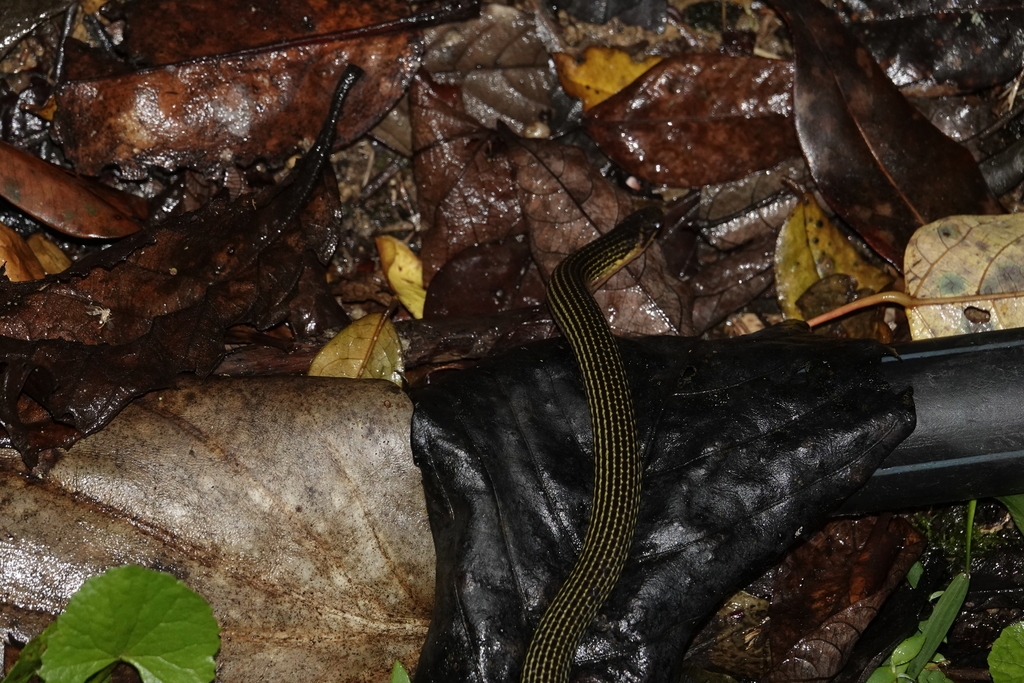 Lined Reed Snake