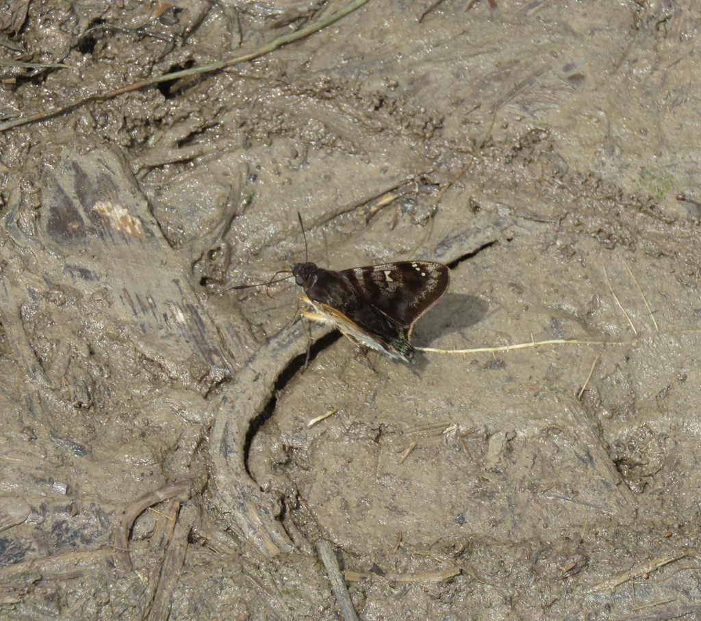 Conognathus platon