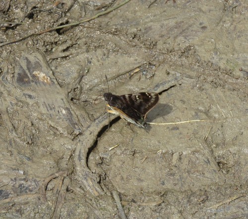 Conognathus platon