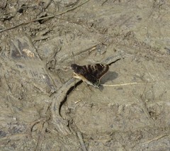 Conognathus