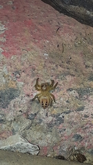 Thyene coccineovittata