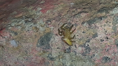 Thyene coccineovittata