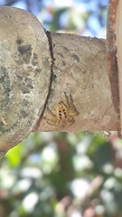 Thyene coccineovittata