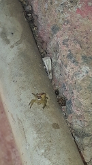 Thyene coccineovittata