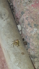 Thyene coccineovittata