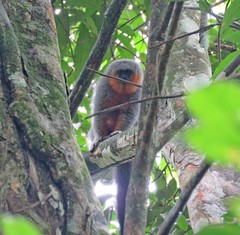 Plecturocebus moloch