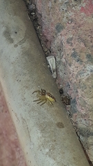 Thyene coccineovittata