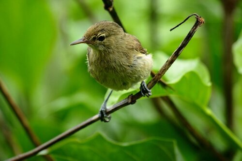 iNaturalist image