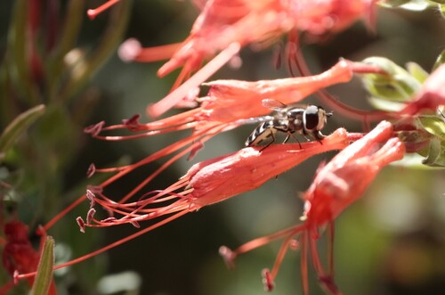 Unknown species found near University, Salt Lake City, UT, USA