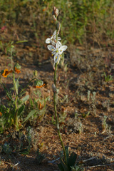 Chlorophytum graminifolium