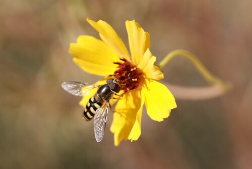 Unknown species found near University, Salt Lake City, UT, USA