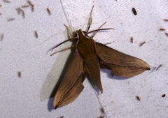 Rhagastis lambertoni