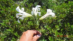 Lilium washingtonianum