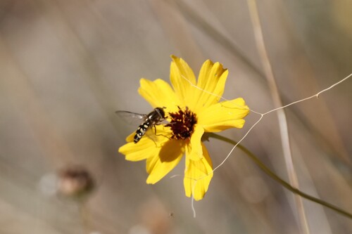 Unknown species found near University, Salt Lake City, UT, USA