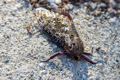 Andeabatis chilensis