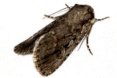 Dichagyris signifera