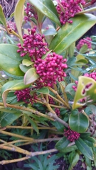 Magnoliopsida