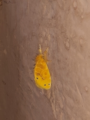 Artaxa guttata
