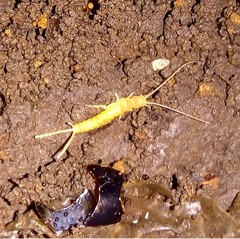 Nicoletiidae