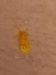 Artaxa guttata