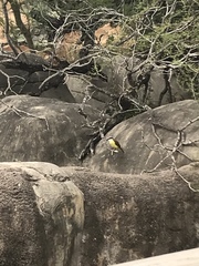 Pitangus sulphuratus
