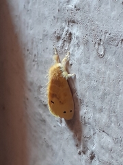 Artaxa guttata