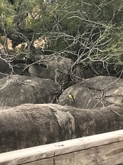 Pitangus sulphuratus