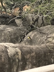 Pitangus sulphuratus