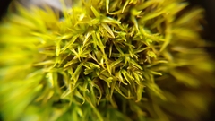 Bryoerythrophyllum recurvirostrum