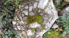 Bryoerythrophyllum recurvirostrum
