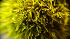 Bryoerythrophyllum recurvirostrum