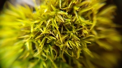 Bryoerythrophyllum recurvirostrum