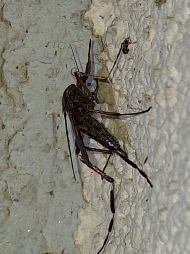 Unknown species found near Pensacola, FL 32506, USA