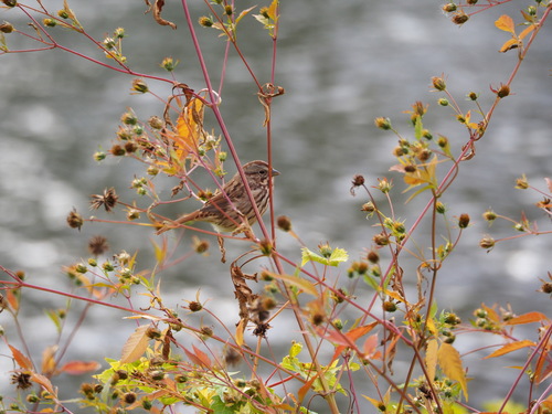 Song Sparrow