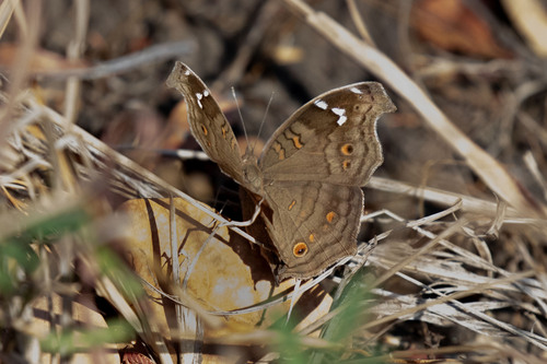 Angolan Spotted Brown Pansy