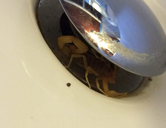 Centruroides testaceus